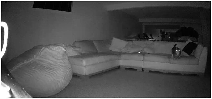 petcube cam night capture