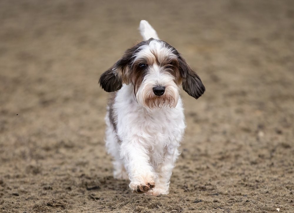 petit basset griffon vendéen