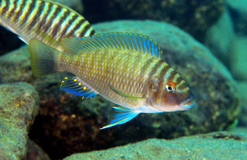 petrochromis