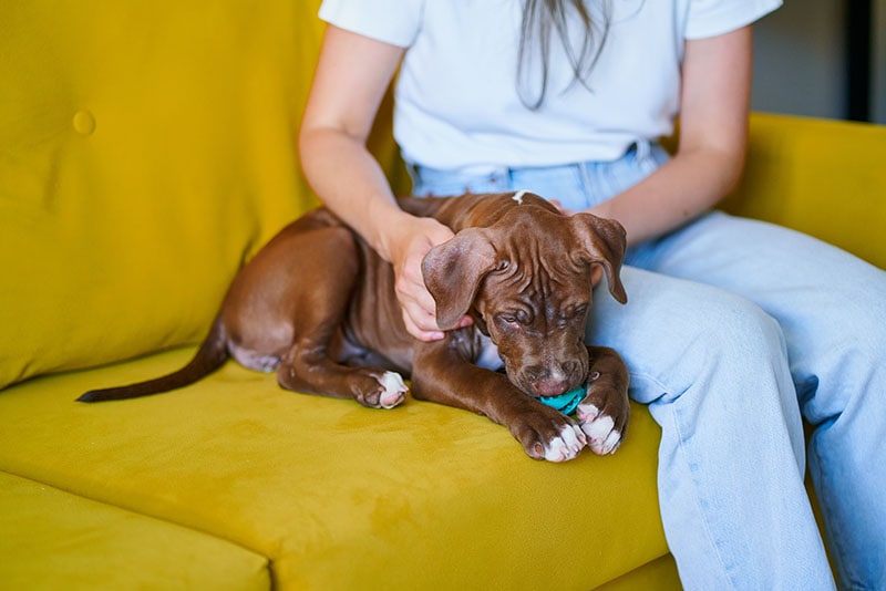 petting fluffy puppy on sofa with toy in mouth