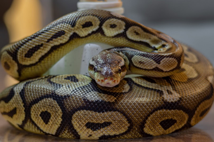 pewter ball python