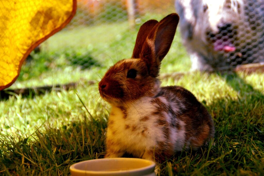 rabbit drinking