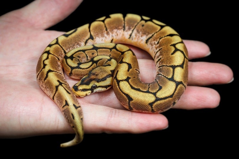 phantom ball python_bluedog studio_shutterstock