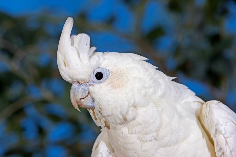 philippine cockatoo or red vented cockatoo