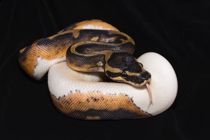 piebald ball python