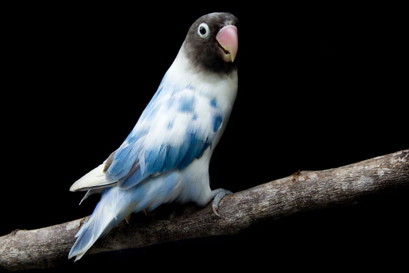 pied lovebird perching on branch