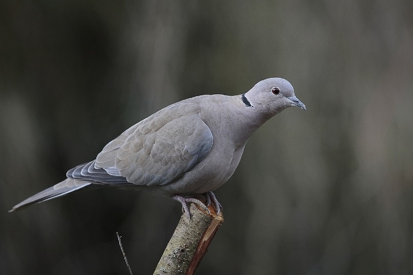 pigeon on wood