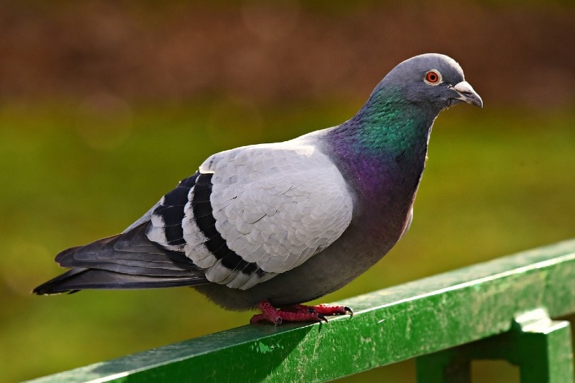 pigeon resting on rail