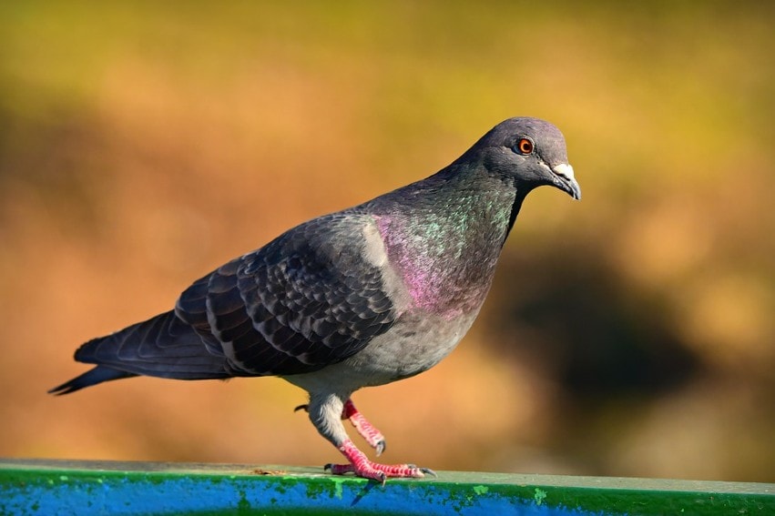 pigeon resting