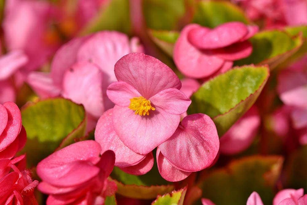 pink begonias close up
