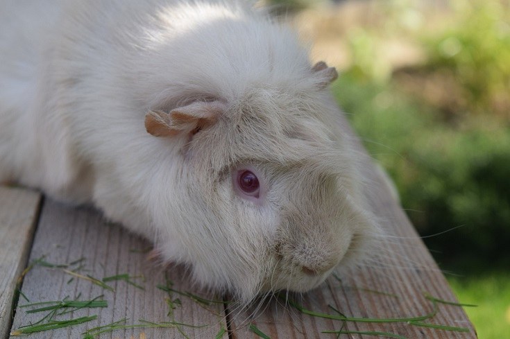 pink eyed guinea pig