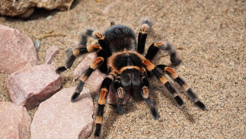 pink toe tarantula_Jake Heckey_Pixabay