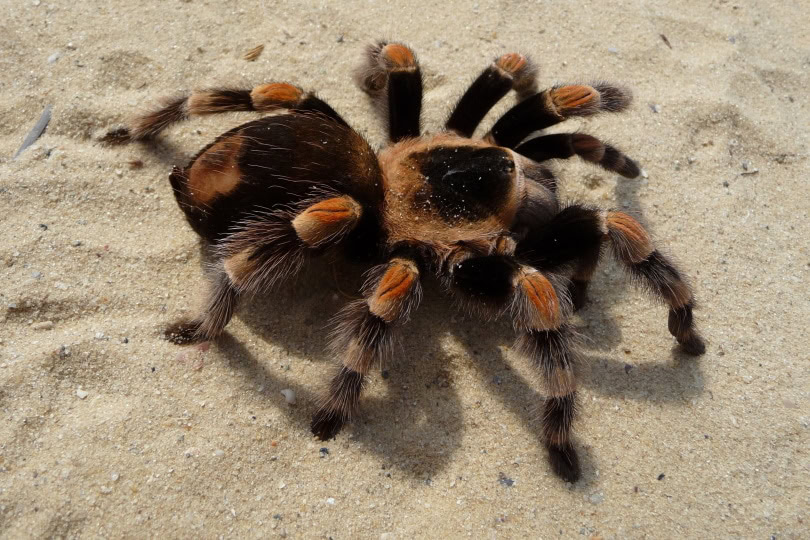 pink toe tarantula_Piqsels