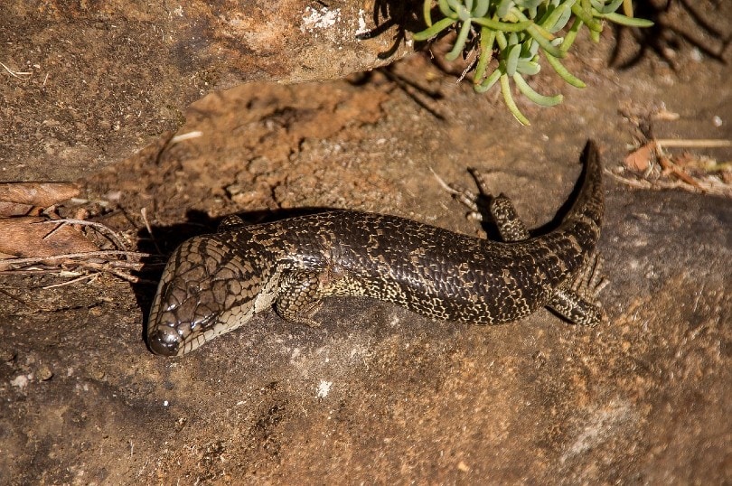 pink tongued skink in the wild