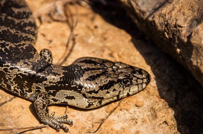 pink tongued skink on rock