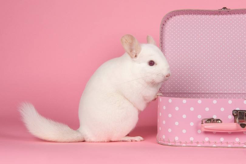 pink white chinchilla