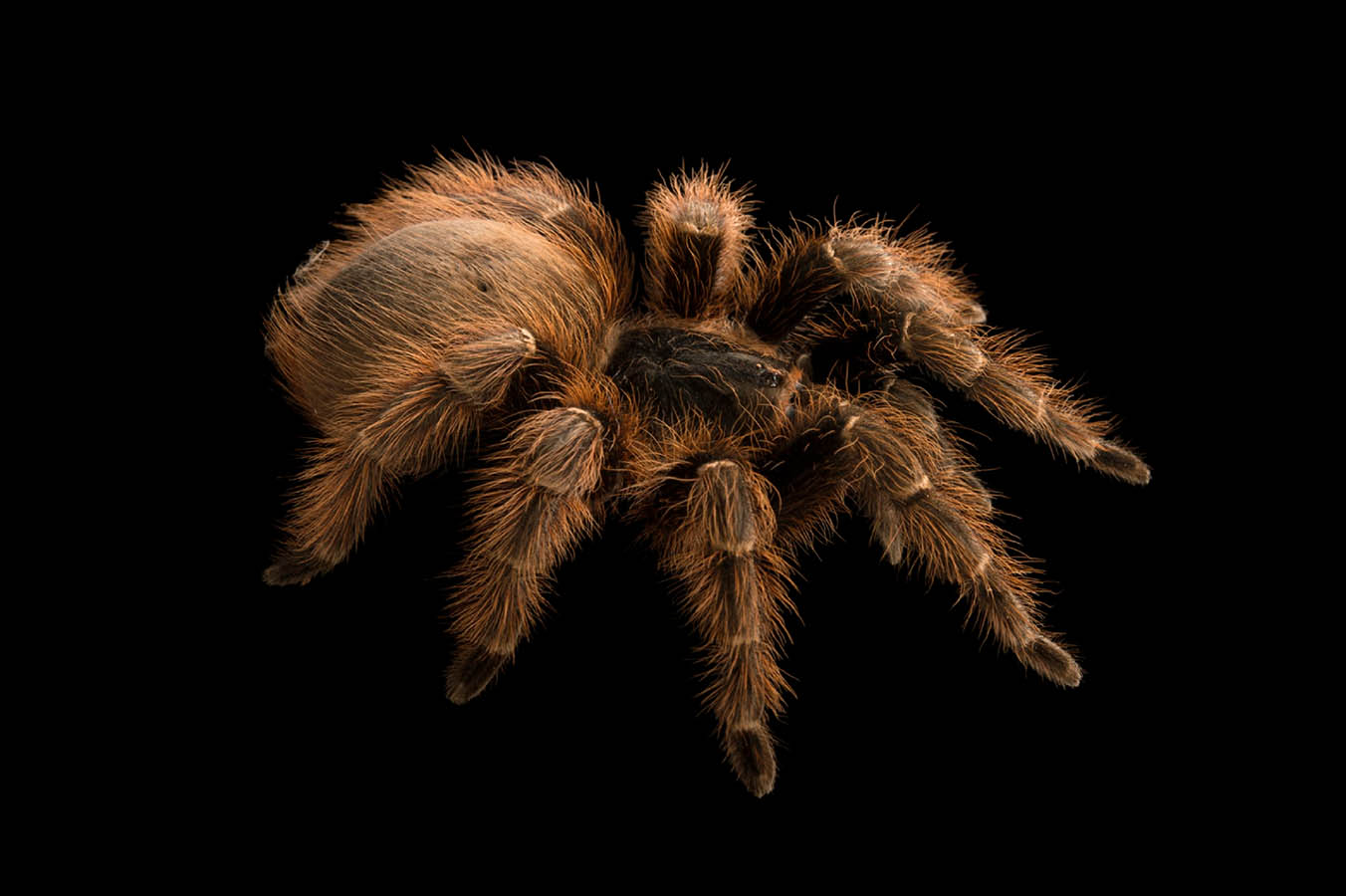 Pink zebra beauty tarantula