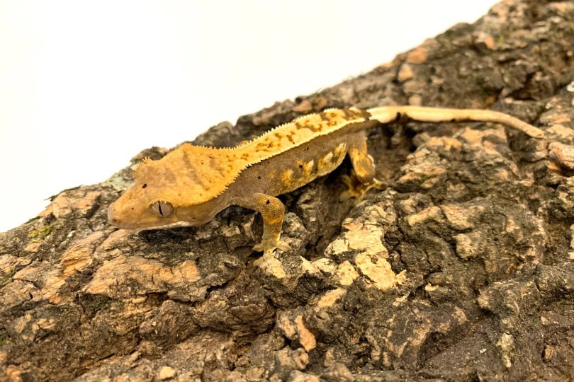 pinstripe crested gecko