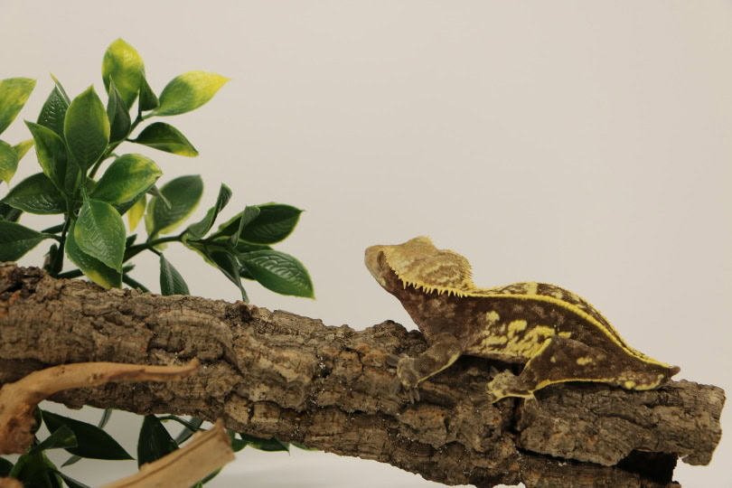 pinstripe crested gecko