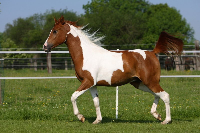 pinto arabian horse in the field