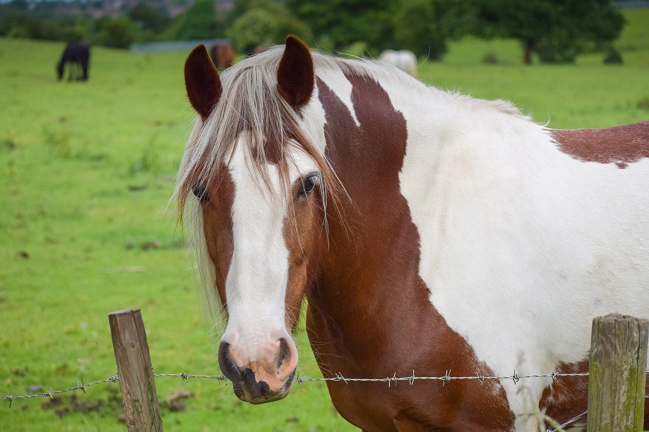 pinto horse