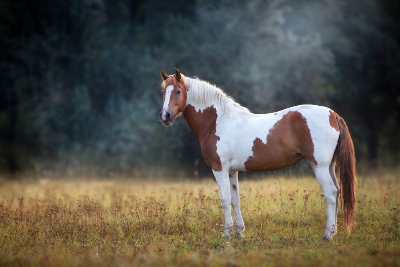 pinto horse