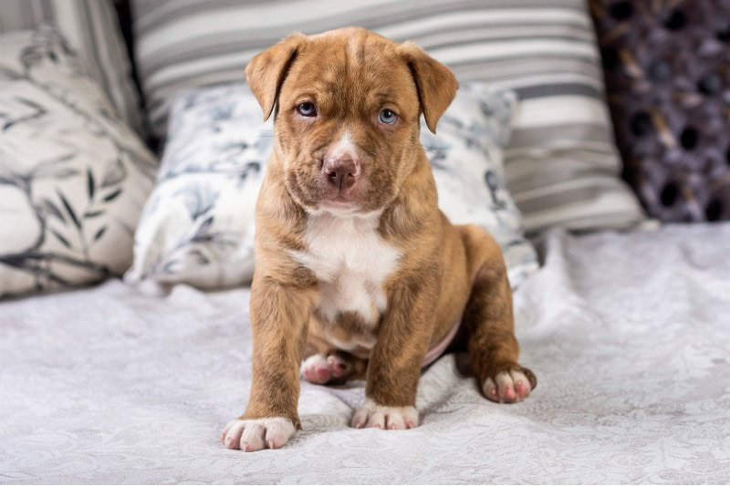 pit bull puppy