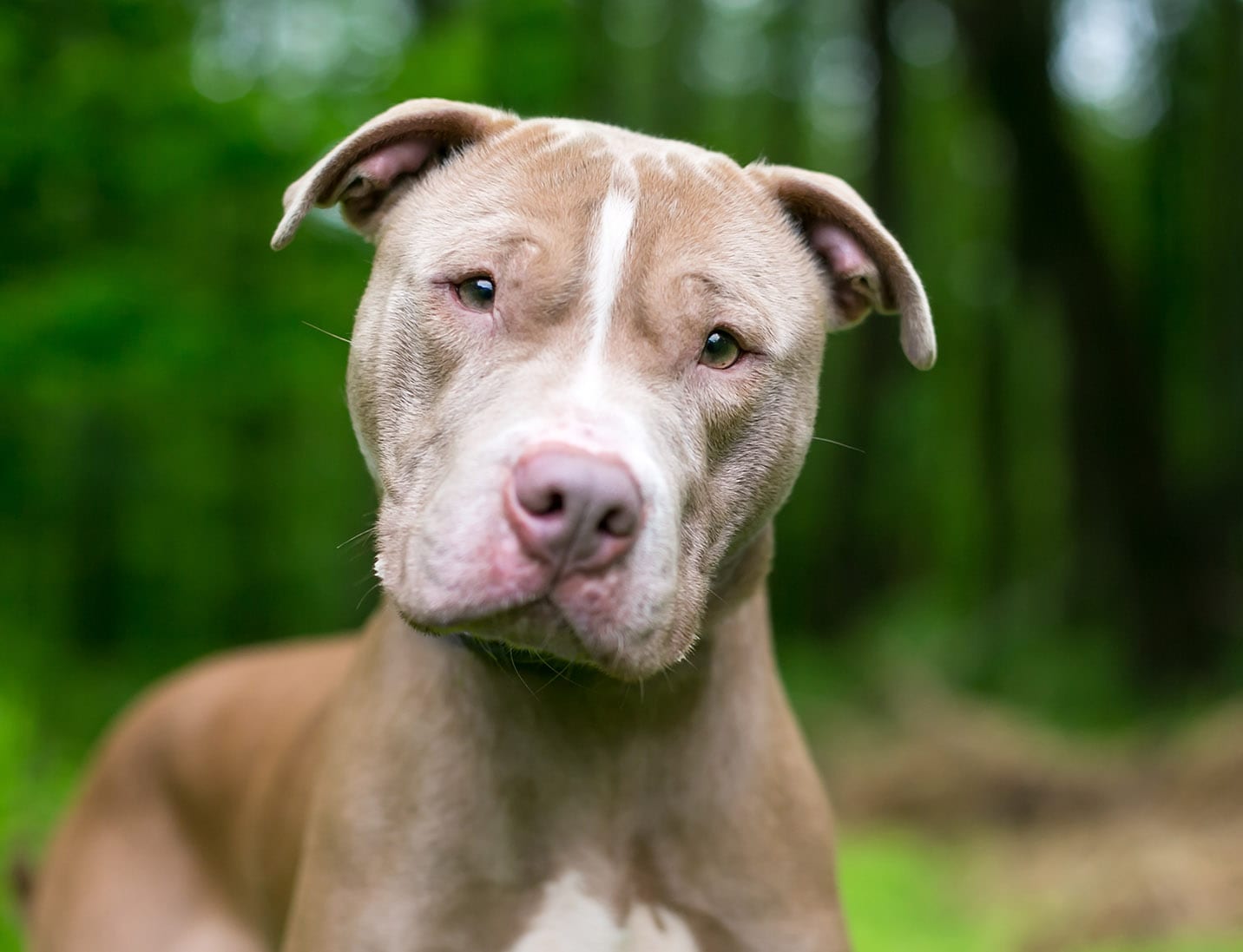 Pit Bull Terrier Shar Pei