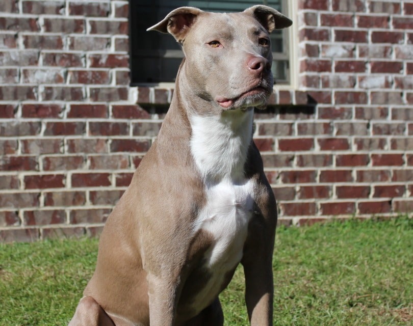 pit bull_PawsitivelySpoiled5_Pixabay