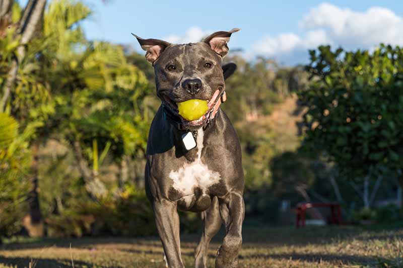 pitbull playing in an open field