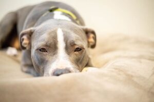 Pitbull resting on its bed
