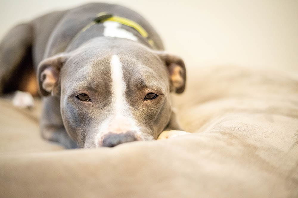 Pitbull resting on its bed