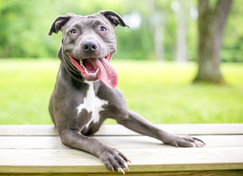 Pitbull terrier mixed dog leaning on the bench with tongue hanging