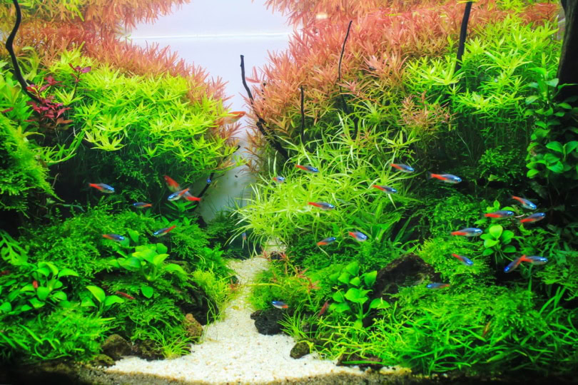 planted aquarium