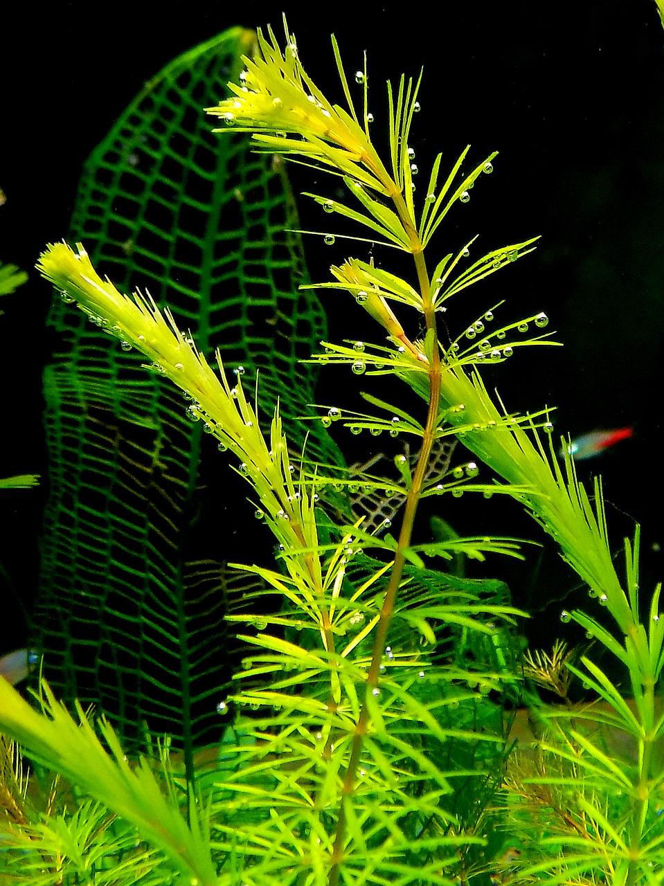 plastic aquarium plant underwater