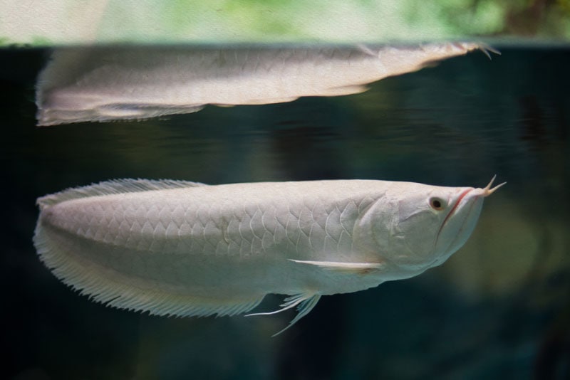platinum arowana in a tank