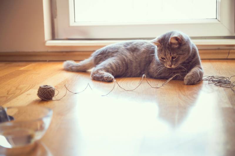 playful tabby cat lying on the living room floor, playing with a ball of string