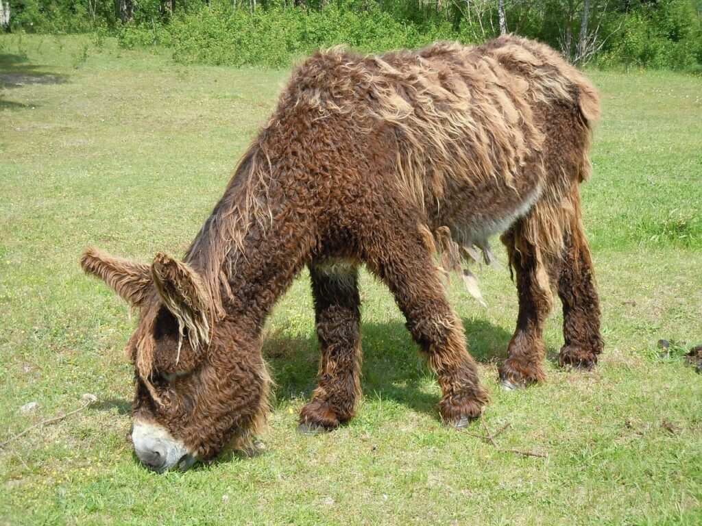 poitou donkey