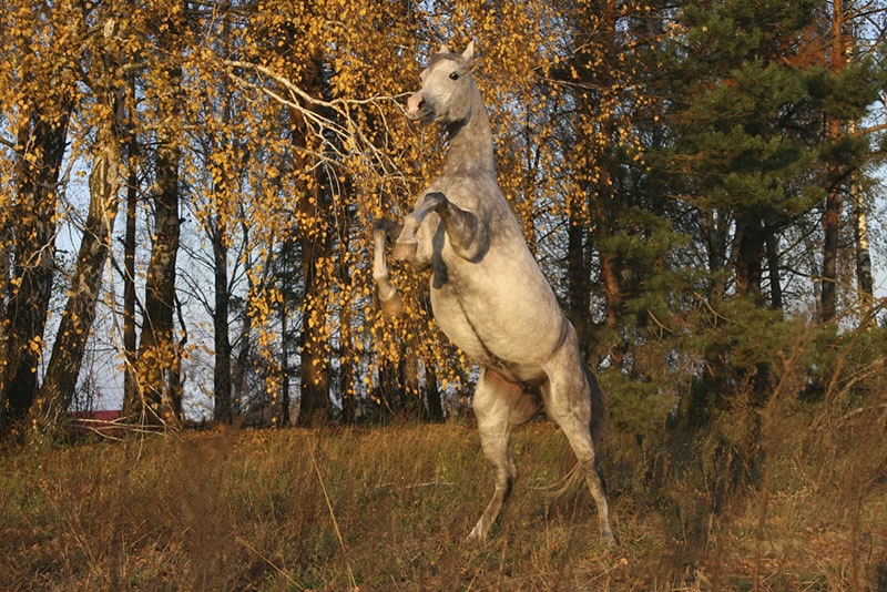 polish arabian horse rearing in the forest