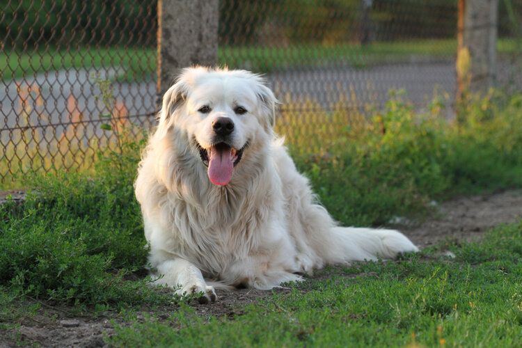 polish tatra sheepdog lying on grass smiling