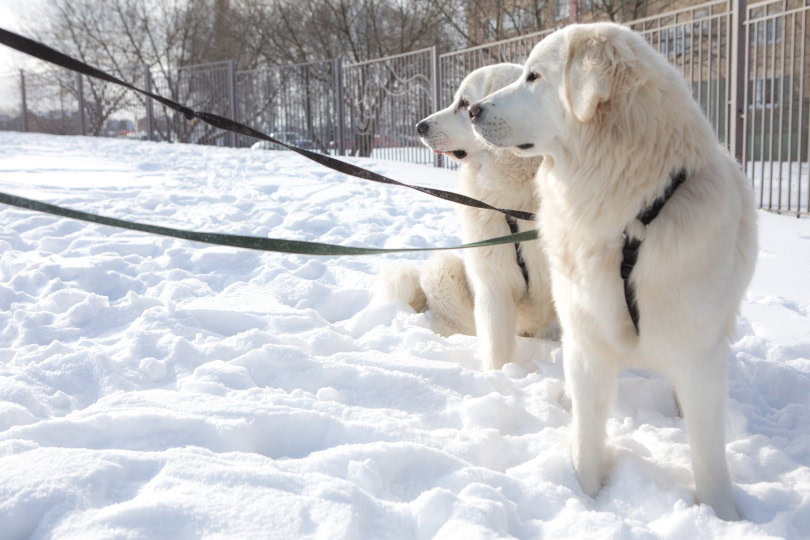 polish tatra sheepdog on leash