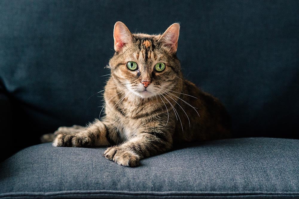 polydactyl cat on the couch