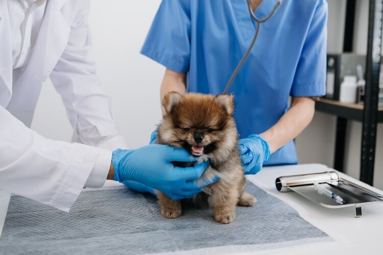 Vet listening to pomeranian breathing