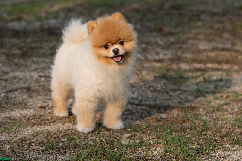 pomeranian dog outdoor_