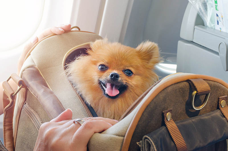 pomeranian on a carrier travelling by airplane