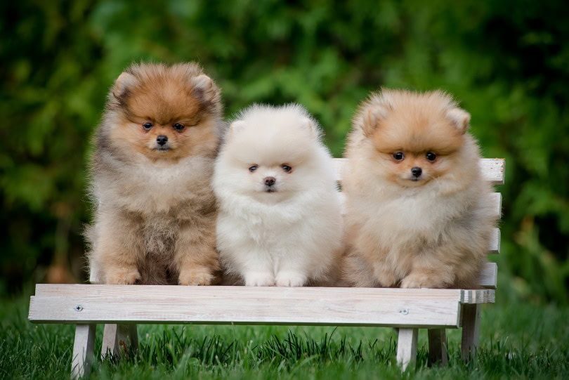 pomeranian puppies