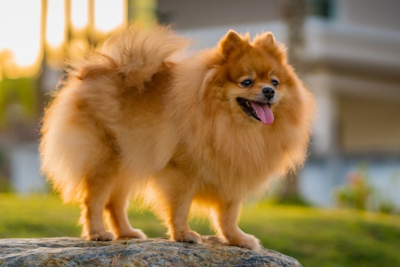 pomeranian