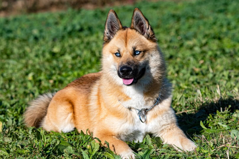 pomsky dog on the grass