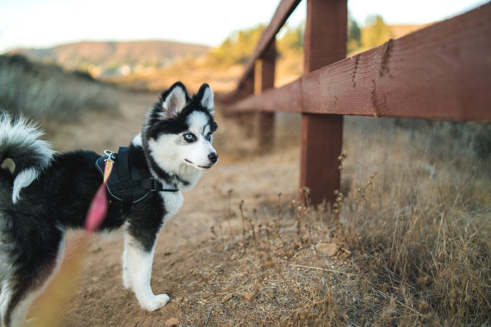 pomsky on a walk