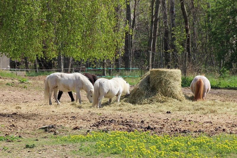 ponies eating hay